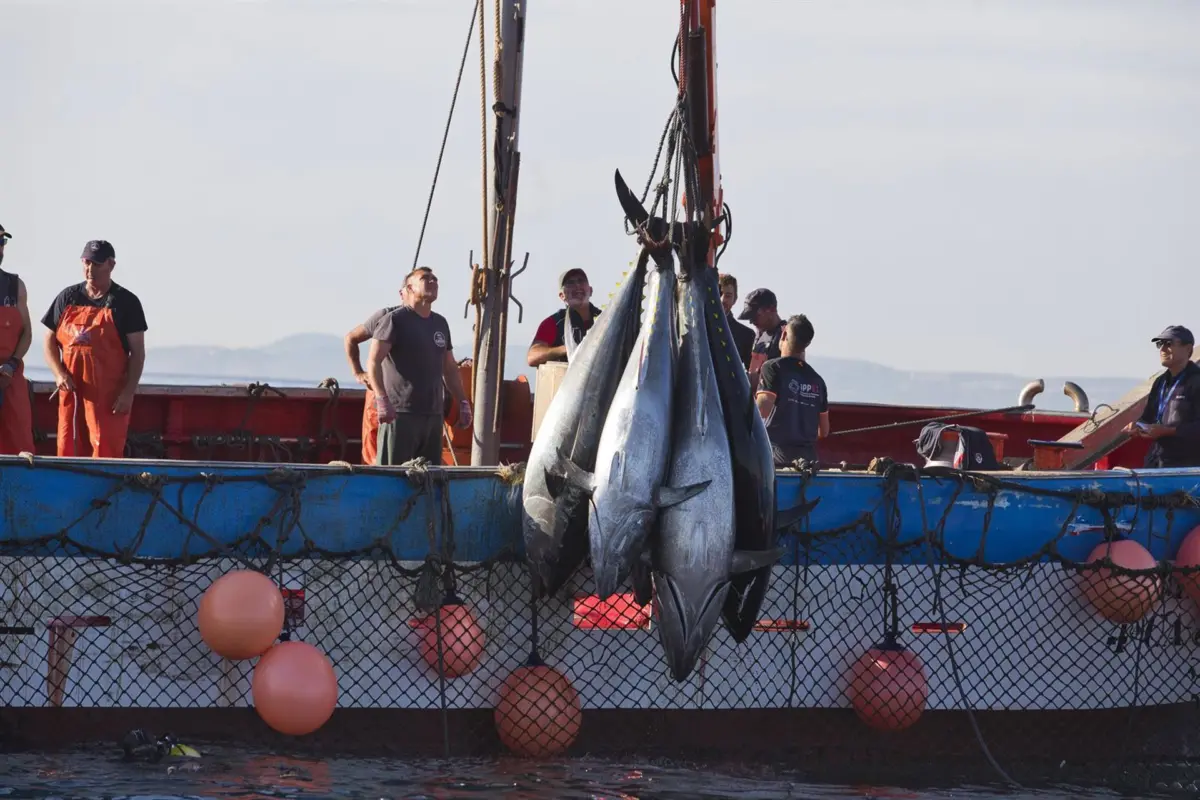 Archivo – Varios pescadores durante la ‘levantá’ del atún en las inmediaciones de Barbate, a 27 de mayo de 2025, en Barbate, Cádiz, Andalucía (España). ARCHIVO. – Juanma Jiménez – Europa Press – Archivo Archivo - Varios pescadores durante la ‘levantá’ del atún en las inmediaciones de Barbate, a 27 de mayo de 2025, en Barbate, Cádiz, Andalucía (España). ARCHIVO. - Juanma Jiménez - Europa Press - Archivo