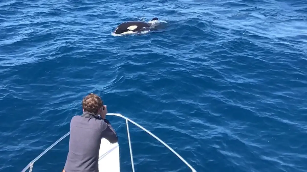 Archivo – Una orca avistada desde una embarcación en aguas del Estrecho de Gibraltar. ARCHIVO – CIRCE – Archivo Archivo - Una orca avistada desde una embarcación en aguas del Estrecho de Gibraltar. ARCHIVO - CIRCE - Archivo
